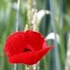  KLATSCHMOHN 