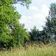  WALDLICHTUNG 