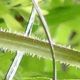  BLATT UND STENGEL 