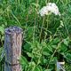  PFAHL IN DER WIESE 